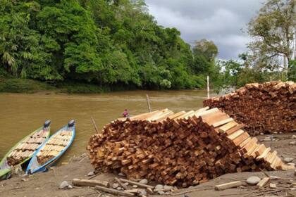 La falta de control estatal durante la pandemia y el incremento de la demanda originó una fiebre de balsa a lo largo del río Pastaza en la Amazonía ecuatoriana