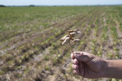 La falta de humedad impone ajustes en el manejo de los cultivos de la cosecha gruesa