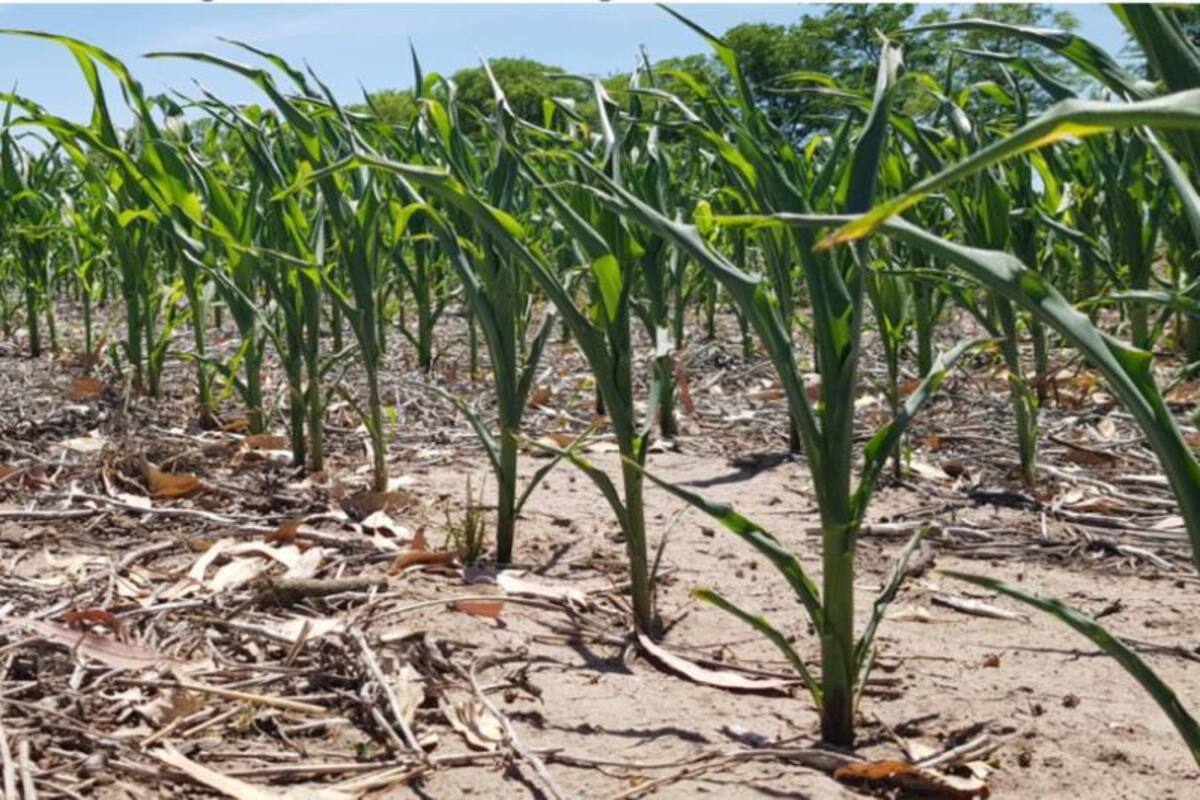 La falta de humedad sigue condicionando la siembra de granos gruesos en la Argentina