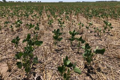 La falta de lluvias afecta a los cultivos