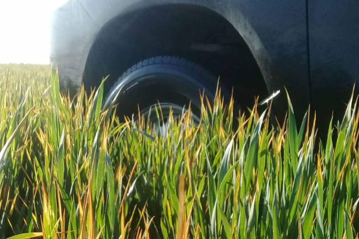 La falta de lluvias se hace sentir en el cultivo