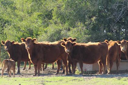 La falta de pasto obligó a muchos criadores a desprenderse antes de tiempo de los terneros