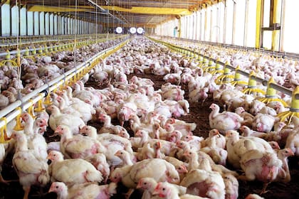 La falta de raciones y el freno financiero ponen en jaque a productores integrados