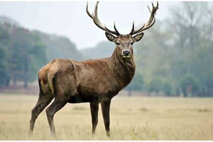 La falta de turistas hace que los animales conquisten espacios perdidos