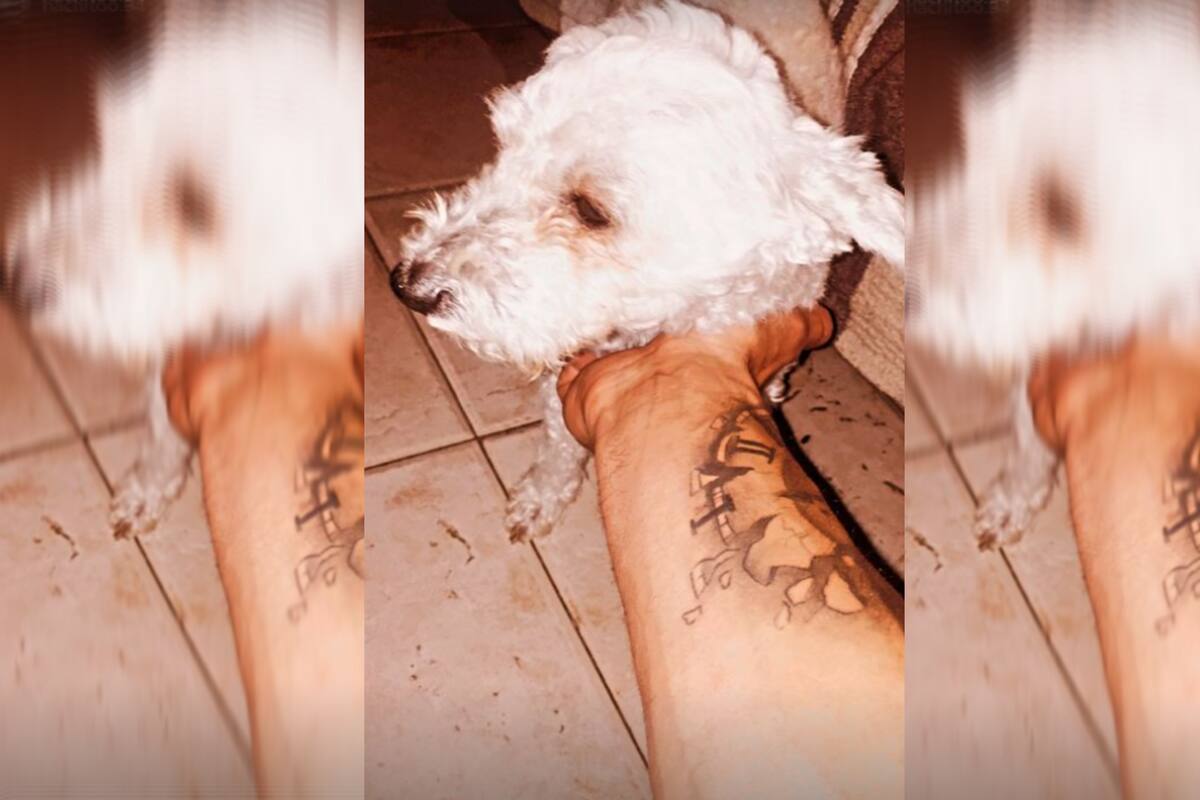 La familia contó que la perrita está saliendo de a poco del shock que le generó la agresión y que esta mañana recién pudo salir a caminar