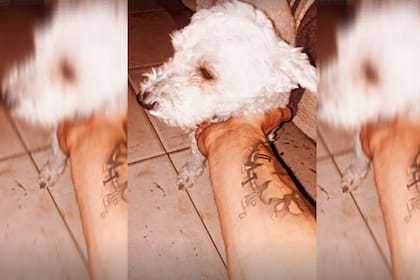 La familia contó que la perrita está saliendo de a poco del shock que le generó la agresión y que esta mañana recién pudo salir a caminar