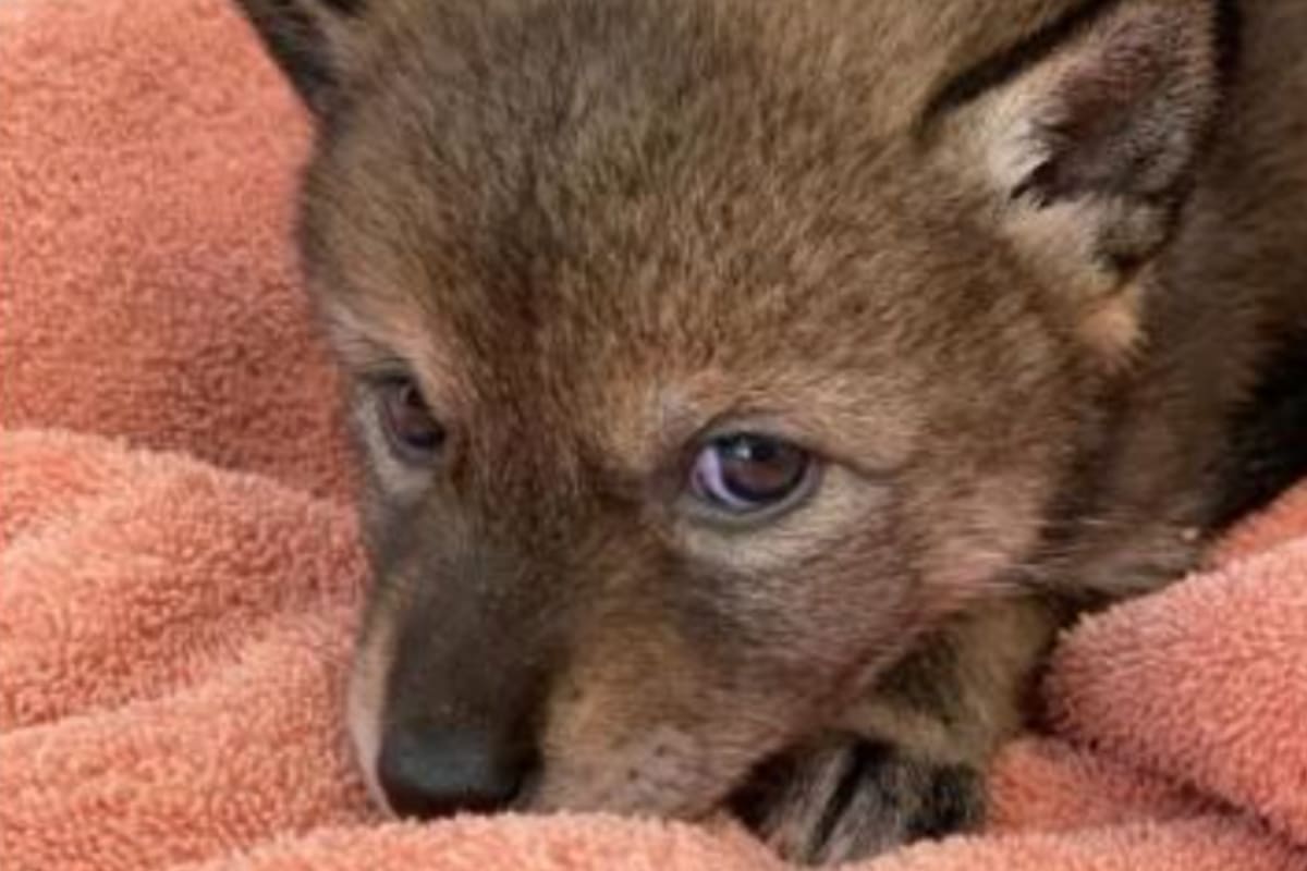 La familia de Massachusetts pensó que había rescatado a un perro de la calle, pero se encontró con otra realidad