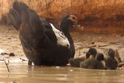 La familia de patos, al borde de ser devorados, tuvo un salvador