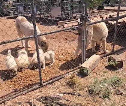 La familia de perros estaba en un entorno poco propicio para poder vivir (Captura: Facebook ASAP)