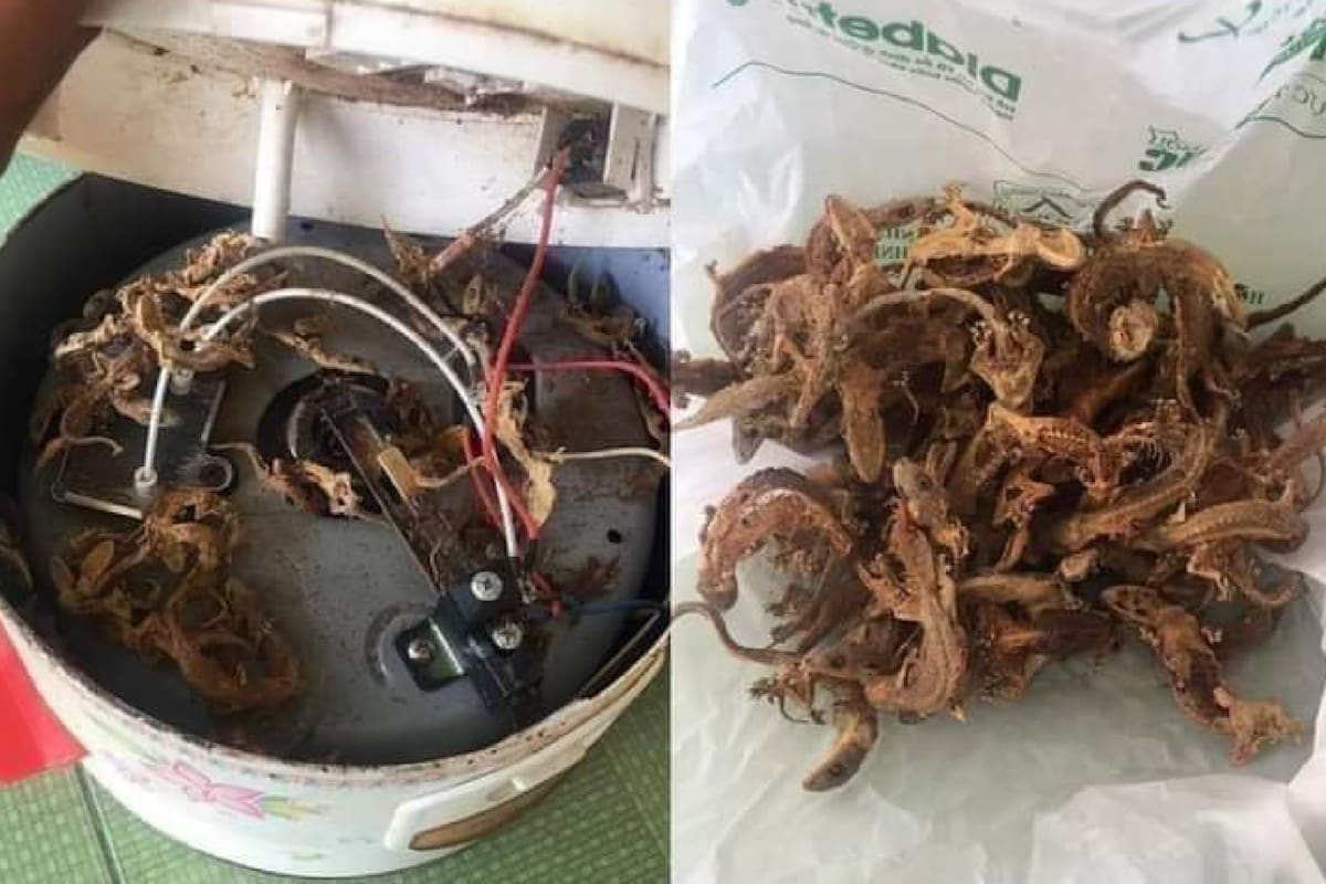 La familia encontró decenas de animales dentro de una olla en la que cocinaban arroz