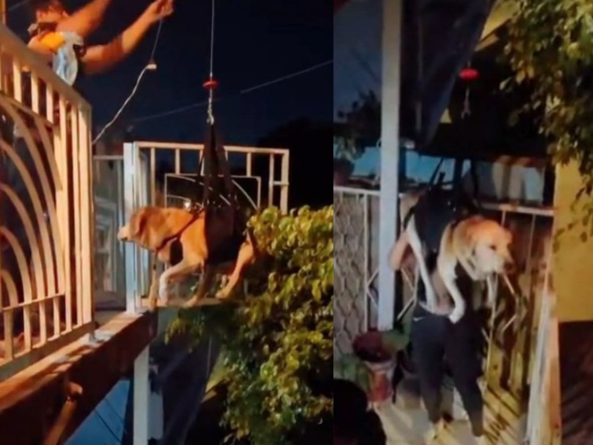 Inventaron un arnés para ayudar a su perro que no puede ...