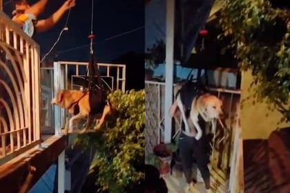 La familia inventó un arnés para que el perro pueda subir al piso de arriba