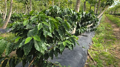 La familia Muollo desarrolla café de especialidad en Empedrado y apuesta a completar todo el proceso, desde el cultivo hasta el tostado y la venta