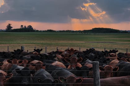 La familia Nevares lleva adelante dos establecimientos agropecuarios en la provincia de Buenos Aires. El primero es San José, ubicado en Leubucó, Buenos Aires, límite con La Pampa