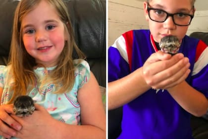 La familia oriunda de Oregon se llevó una gran sorpresa a descubrir que uno de los gatitos que había dado a luz su mascota tenía dos caras