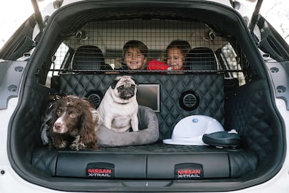 Cómo viajar con perros en el coche