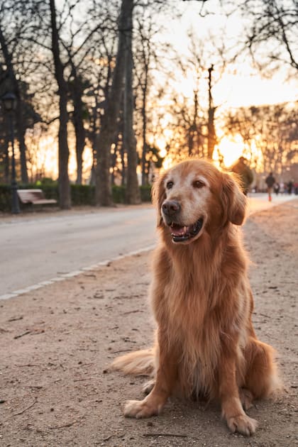 La famosa equivalencia de los "años perro" no es tan precisa (Foto: Freepik)