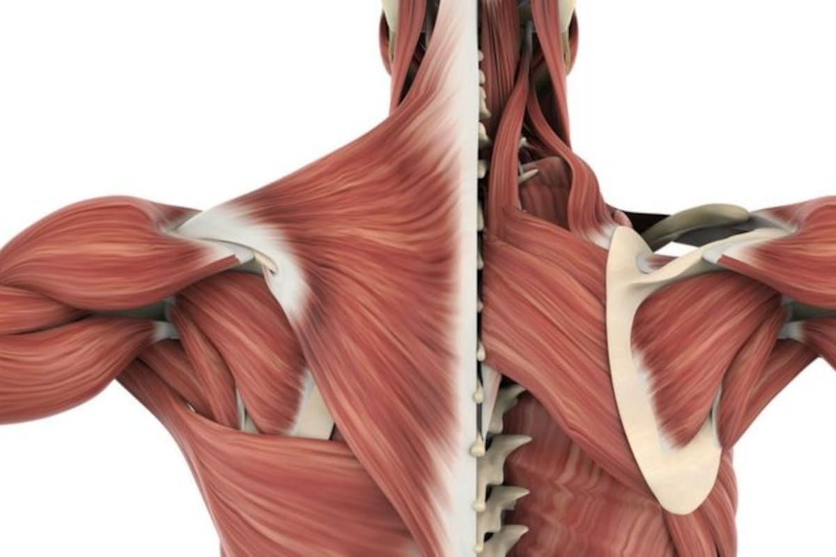 La fascia recubre todo el cuerpo