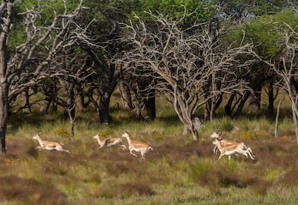 La fauna exótica es un atractivo en Nehuen Mapu