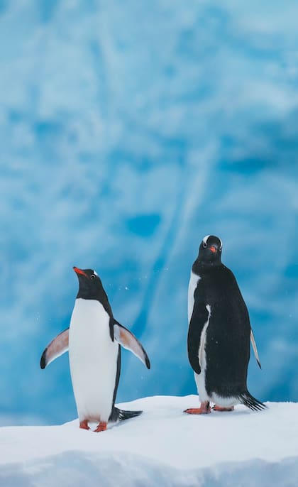 La fauna local, como los pingüinos, se aprecian desde muy cerca en la Antártida