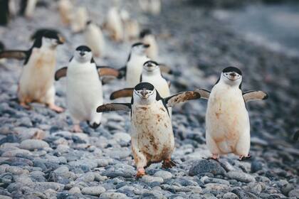 La fauna local, como los pingüinos, se aprecian desde muy cerca en la Antártida
