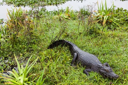 La fauna silvestre lo vuelve un destino único en Argentina.