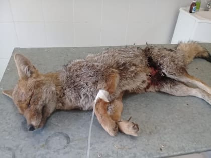 La fauna silvestre también es rescatada y atendida