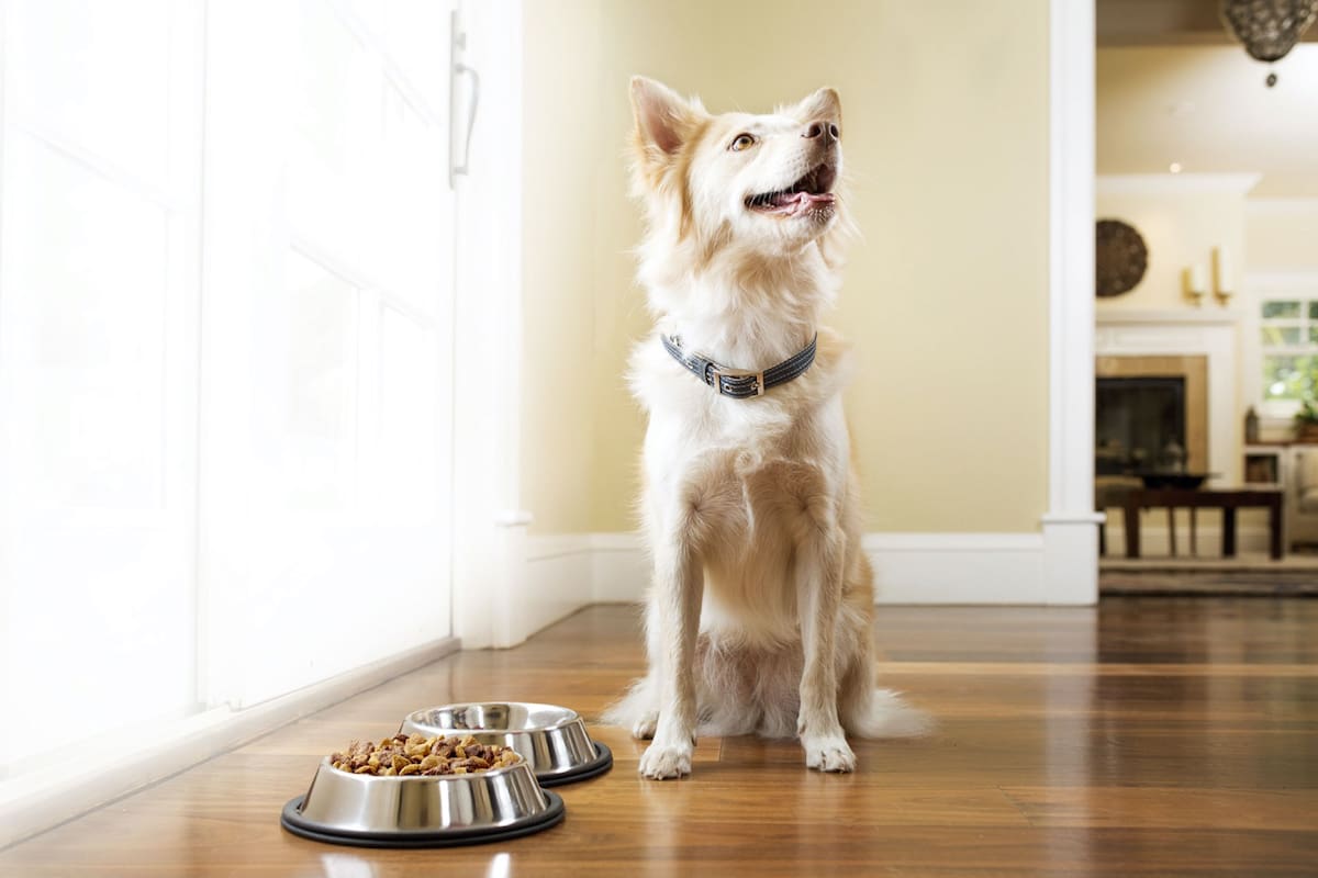 La FDA emitió una alerta por el contenido de los alimentos para mascotas de Purina