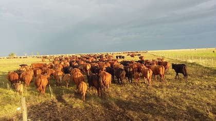 La Federación de Asociaciones Rurales de Entre Ríos (Farer) manifestó su absoluto rechazo al nuevo sistema de trazabilidad individual