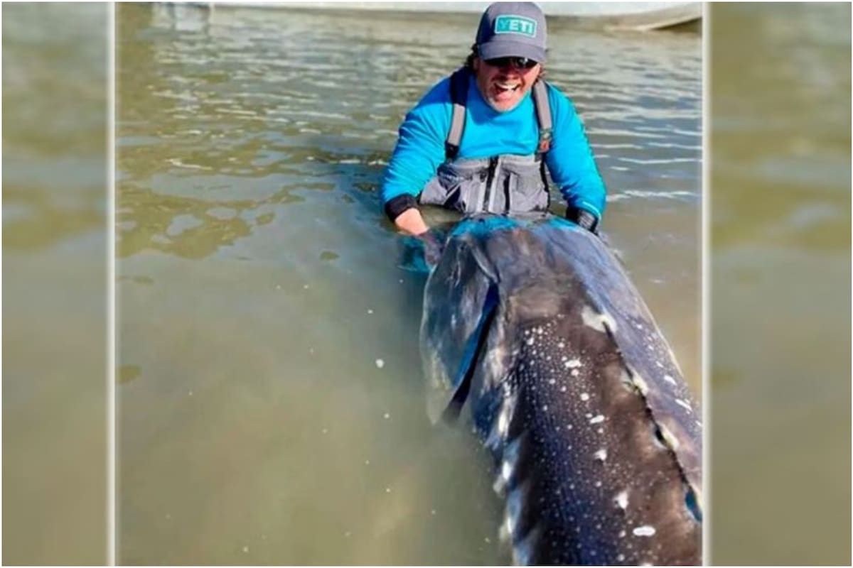 La felicidad del pescador tras capturar a un esturión
Foto: captura de pantalla