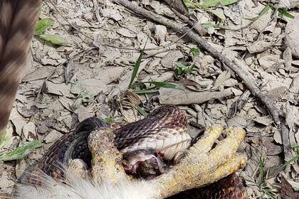 La feroz pelea afortunadamente no produjo la muerte de ninguno de los animales