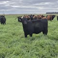 La cosecha de pasto también puede ser récord
