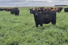 La cosecha de pasto también puede ser récord