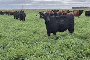 La cosecha de pasto también puede ser récord