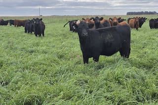 La cosecha de pasto también puede ser récord