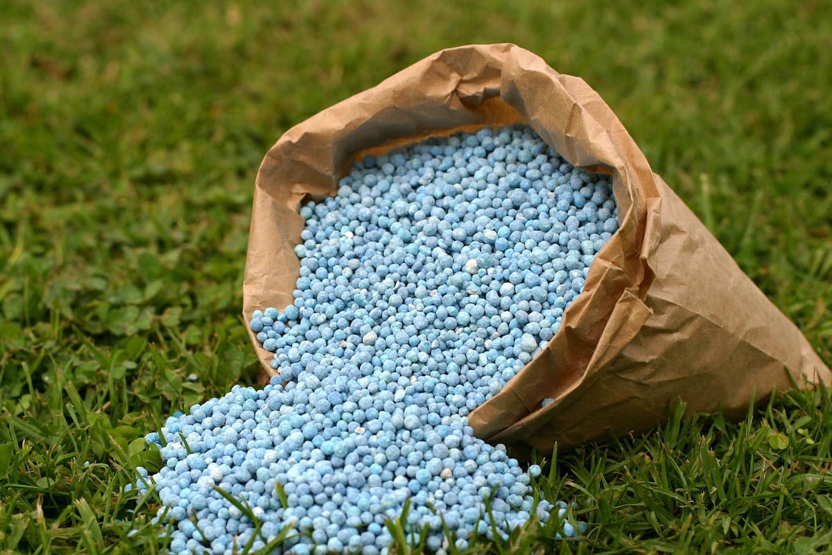 La fertilización es crucial para el maíz