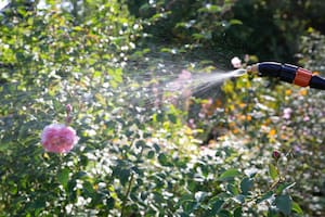 La fertilización foliar se recomienda en esta época