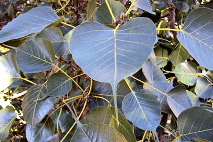 La Ficus Religiosa, especie sagrada para los hinduistas y budistas, tiene hojas caedizas con forma de corazón alargado