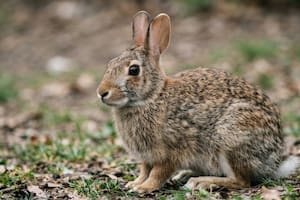Cuáles son los síntomas de la “fiebre de conejo” que ya suma cuatro contagios confirmados
