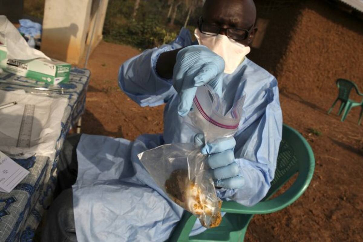 La fiebre de Lassa se transmite por orina y heces de roedores infectados (bhekisisa.org)