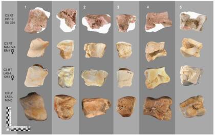 La fila más alta es el hueso del elefante de la Edad de Hierro que se encontró en España