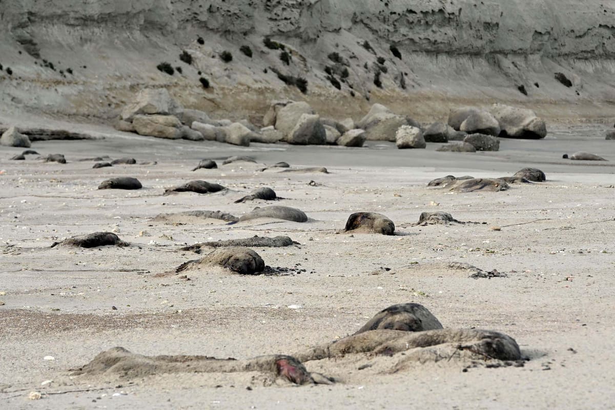 La filial argentina de la Sociedad de Conservación de la Vida Silvestre (WCS por sus siglas en inglés) advirtió sobre "la extrema mortalidad de crías de elefante marino del sur (Mirounga leonina) en Península Valdés atribuible a influenza aviar altamente patógena H5N1"