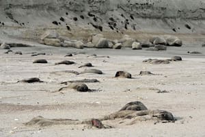 La filial argentina de la Sociedad de Conservación de la Vida Silvestre (WCS por sus siglas en inglés) advirtió sobre "la extrema mortalidad de crías de elefante marino del sur (Mirounga leonina) en Península Valdés atribuible a influenza aviar altamente patógena H5N1"