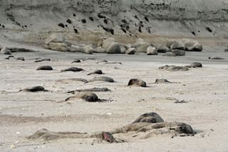 Murieron casi 2500 crías de elefantes marinos en las últimas cuatro semanas