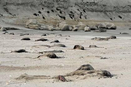 La filial argentina de la Sociedad de Conservación de la Vida Silvestre (WCS por sus siglas en inglés) advirtió sobre "la extrema mortalidad de crías de elefante marino del sur (Mirounga leonina) en Península Valdés atribuible a influenza aviar altamente patógena H5N1"