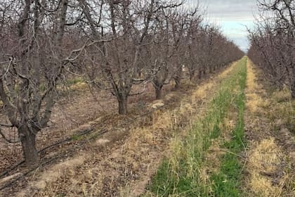 La finca familiar está en el Valle de Uco; ante la falta de rentabilidad de la manzana, Giusti decidió reemplazar parte de la plantación por ciruelos