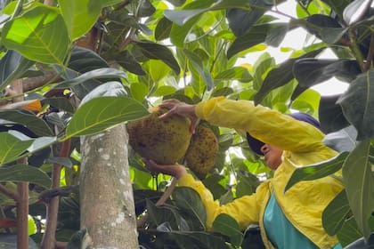 La finca produce una gran variedad de cultivos que permiten a sus habitantes pasar largos períodos sin necesidad de trasladarse a centros urbanos