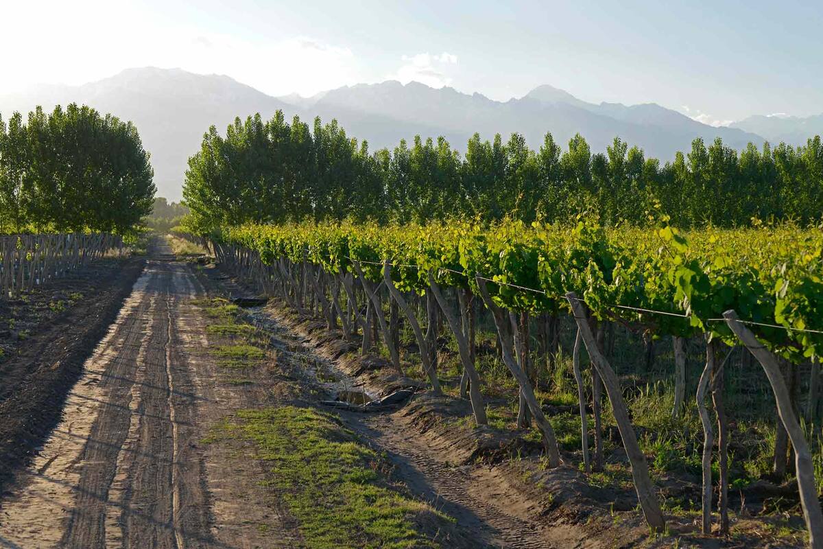La Finca Rivier en el Valle de Uco.