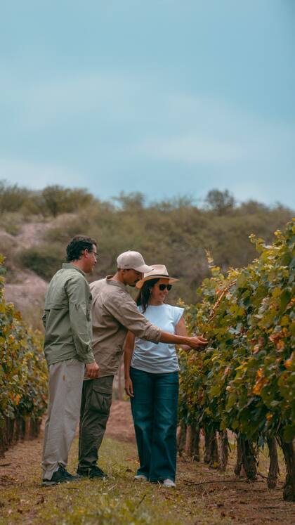 La finca Valle del Cóndor cuenta con el viñedo más cercano a Salta en la Ruta del Vino y el único de la zona que funciona 100% con energía solar.