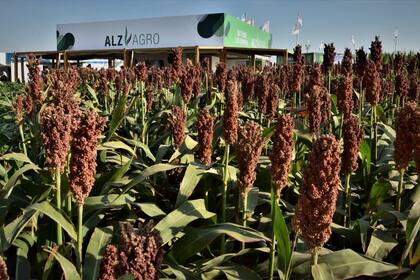 La firma anunció el anticipo del pago de compromisos